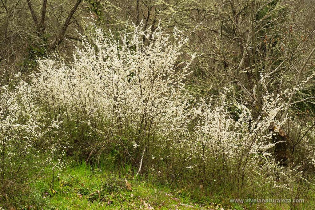 Arbustos de endrino (Prunus spinosa)