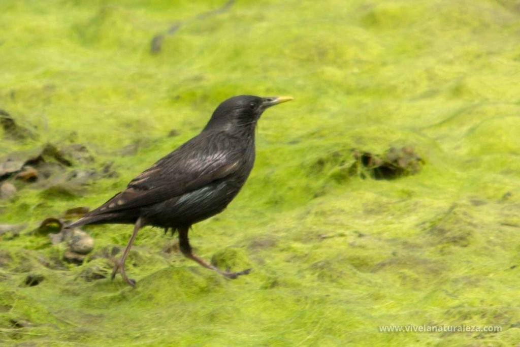 Estornino Negro Sturnus Unicolor Vive La Naturaleza