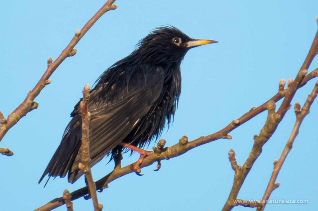 Estornino negro - Sturnus unicolor