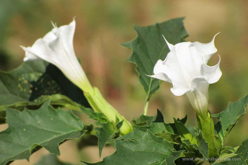 estramonio (Datura stramonium)