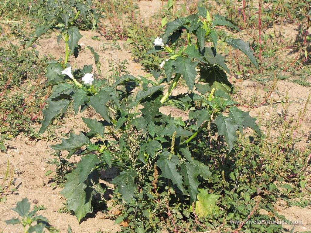 Planta de estramonio (Datura stramonium). Es muy venenosa.