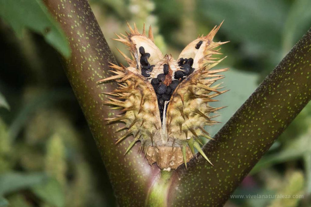 Semillas de estramonio (Datura stramonium)