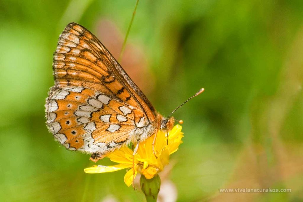 Mariposa doncella de ondas rojas (Euphydryas aurinia, Eurodryas aurinia) con las alas cerradas