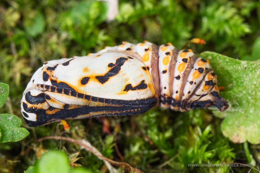 crisalida de la mariposa doncella de ondas rojas (Euphydryas aurinia, Eurodryas aurinia)