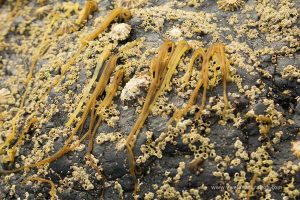 fideo de mar (Nemalion helmintoides)