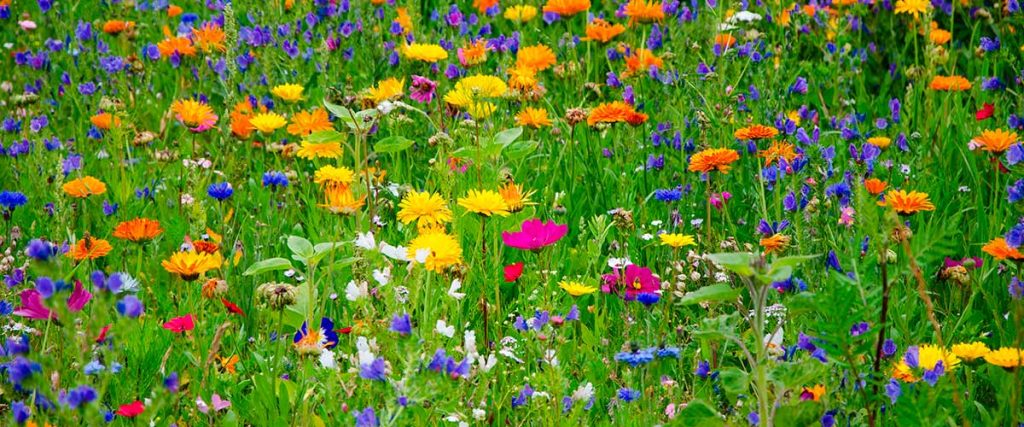 Flores silvestres