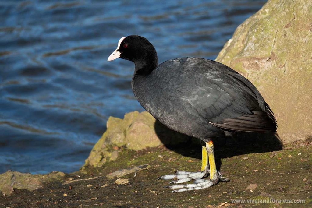 Cocha comun (Fulica atra) fuera del agua mostrando sus patas caracteristicas