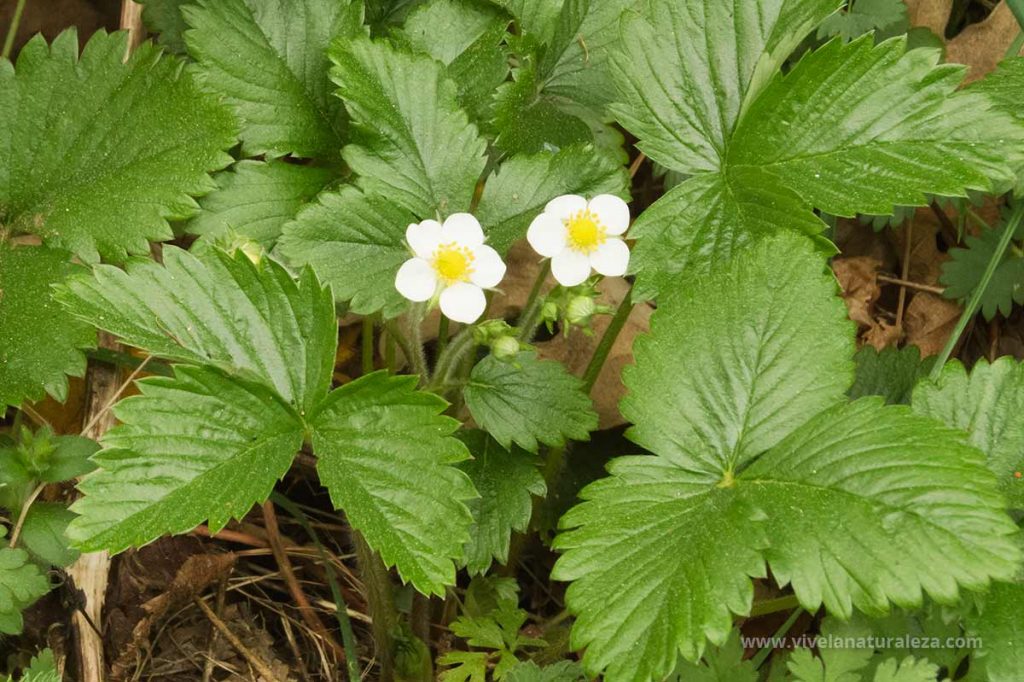 Planta de la fresa (Fragaria vesca) con flores y hojas que se usan para hacer te.