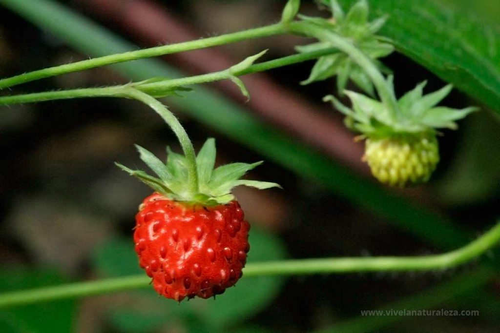 Fruto de la fresa (Fragaria vesca)