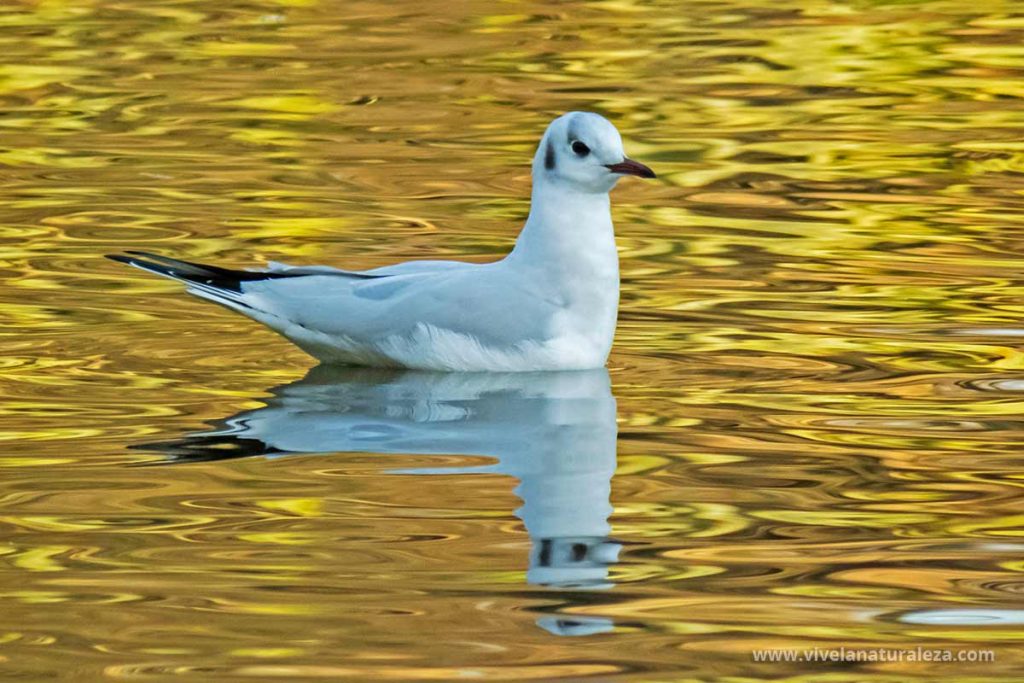 gaviota patiamarilla con plumaje de invierno (Chroicocephalus ridibundus - Larus ridibundus)