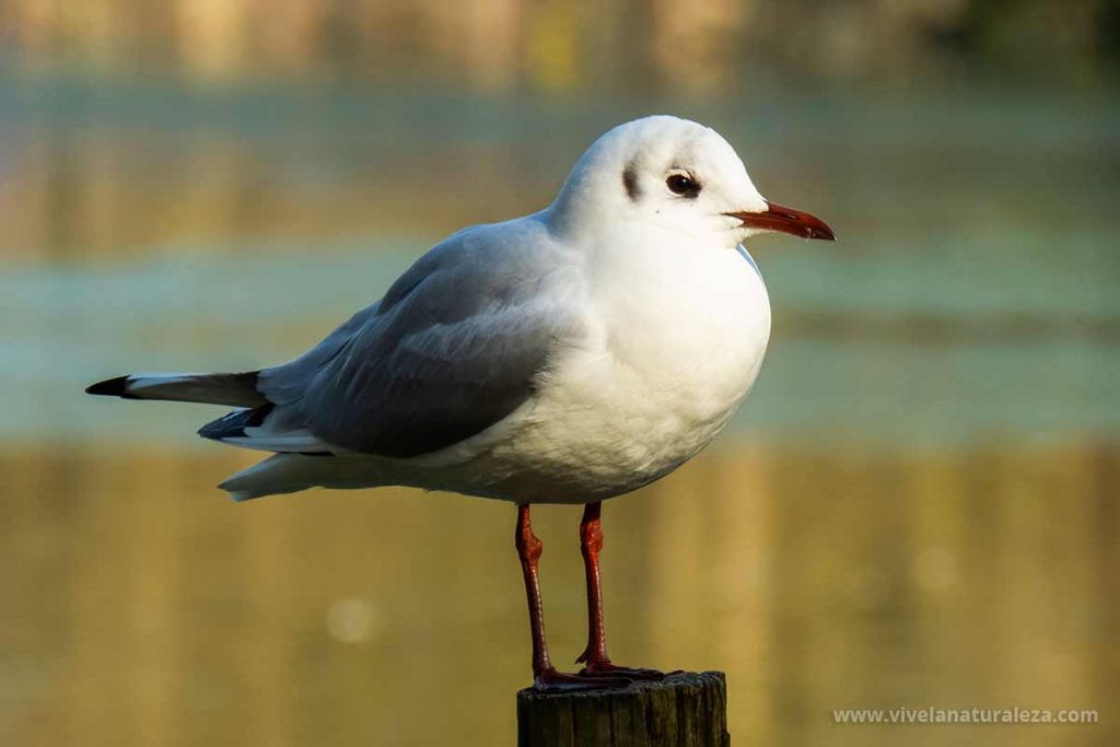 Gaviota reidora - Chroicocephalus ridibundus - Vive la Naturaleza