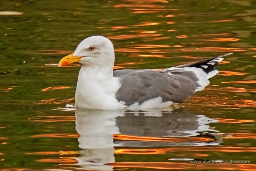 Gaviota patiamarilla - Larus michahellis
