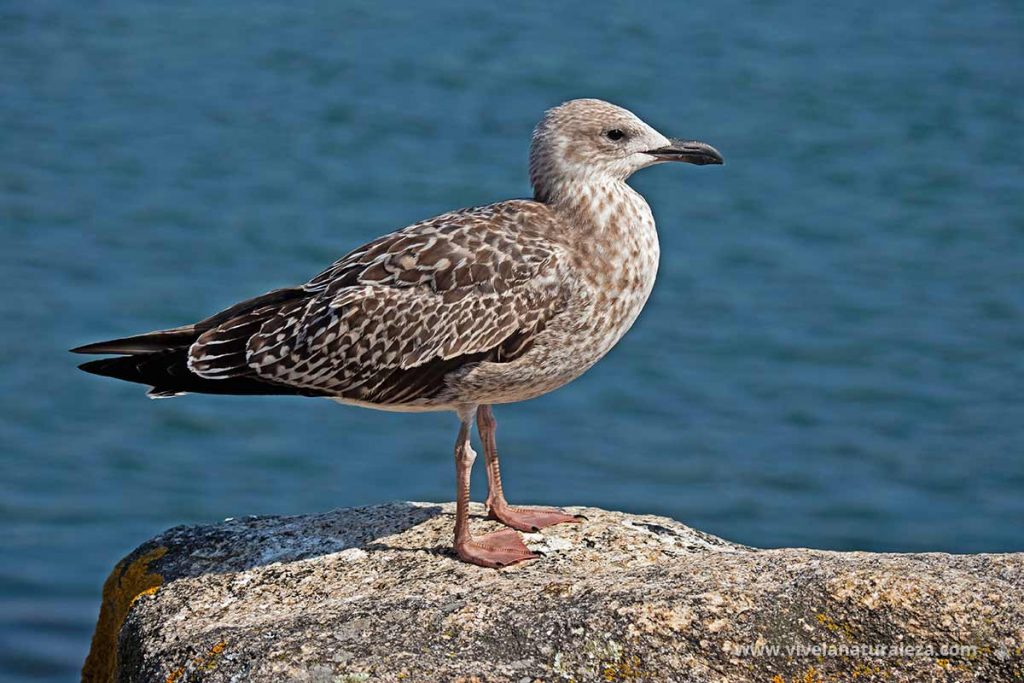 gaviota patiamarilla (Larus michahellis) joven, con plumaje jaspeado de marron