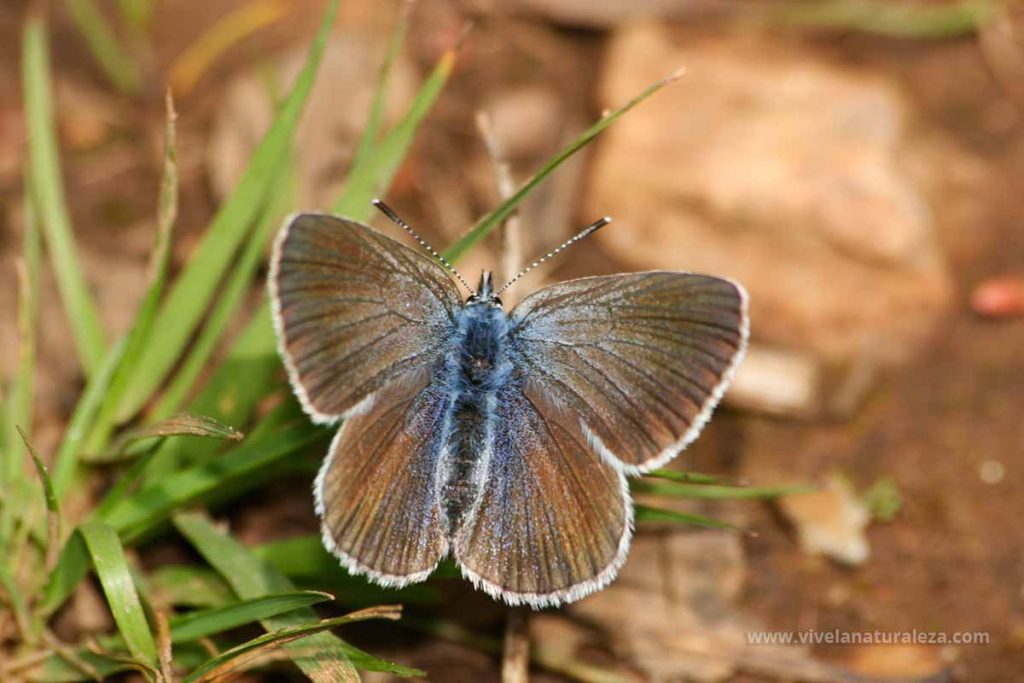 Mariposa manchas verdes hembra (Glaucopsyche Alexis)