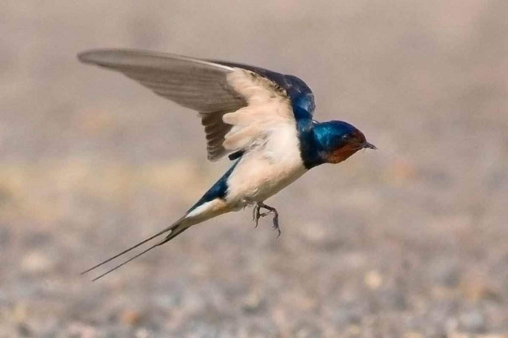 Golondrina Com n Hirundo Rustica Vive La Naturaleza