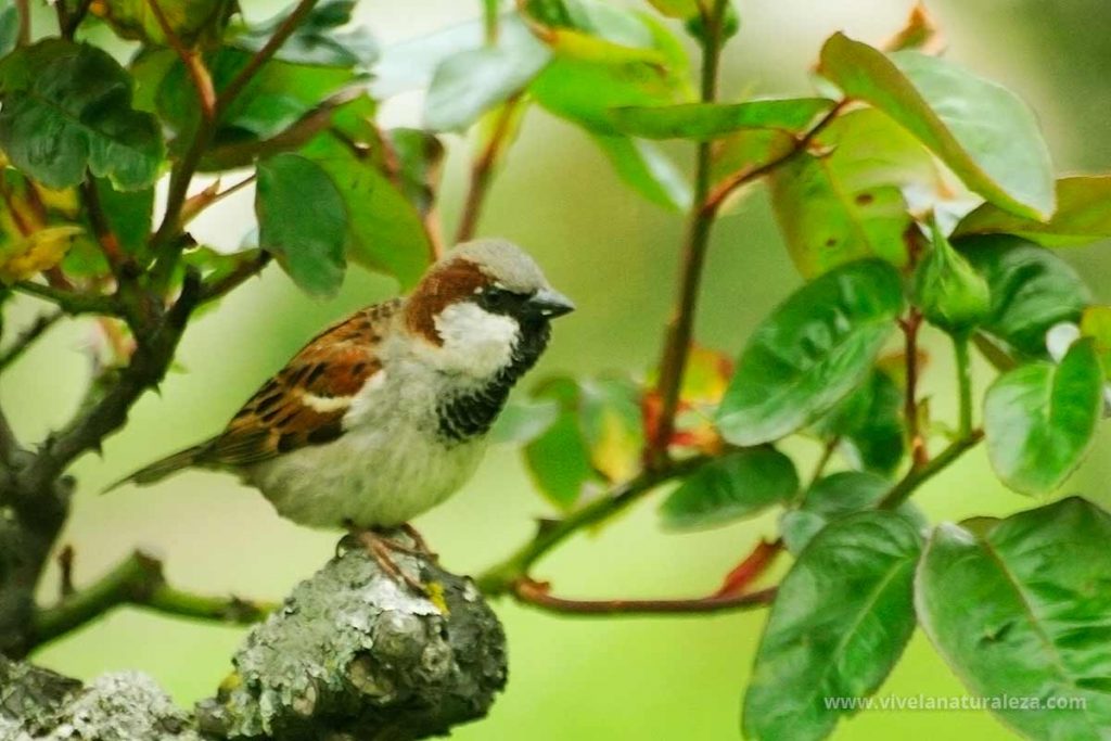 Gorrion comun macho (Passer domesticus)