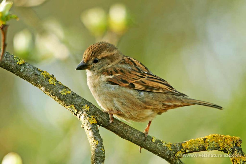 Gorrion comun hembra (Passer domesticus)