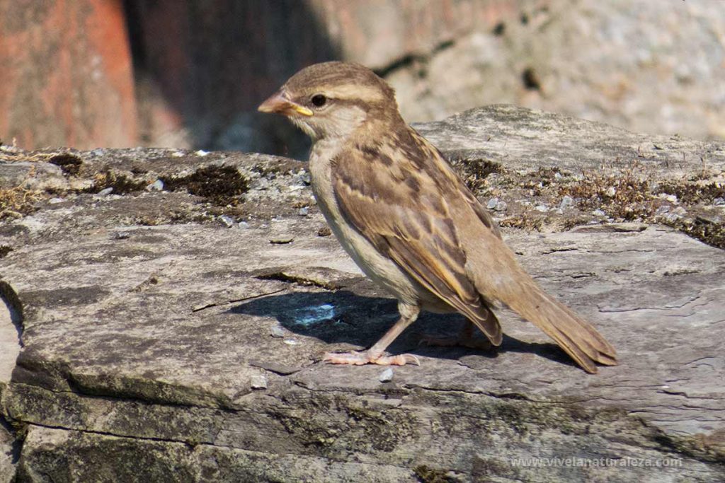 Gorrion comun inmaduro (Passer domesticus)