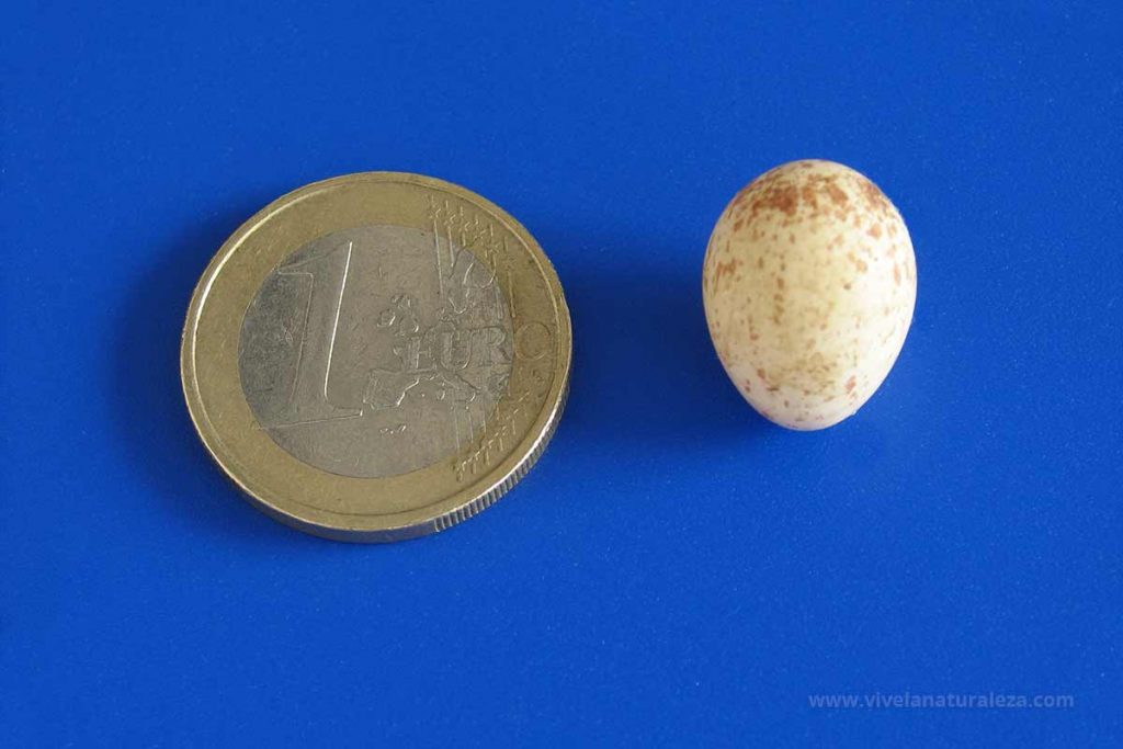 Huevo de herrerillo comun (Cyanistes caeruleus) al lado de una moneda para comparar tamaños