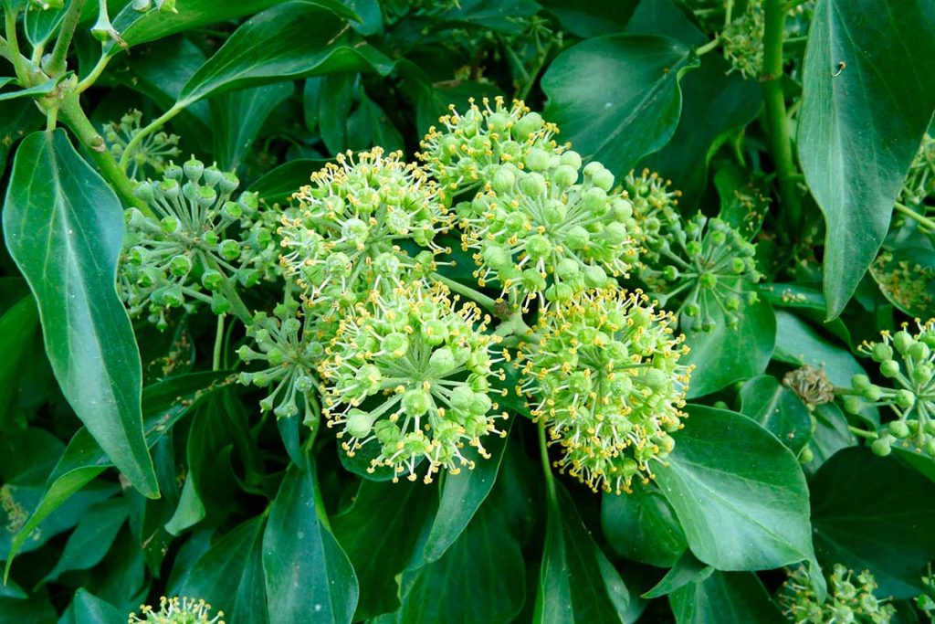 hiedra (Hedera helix)