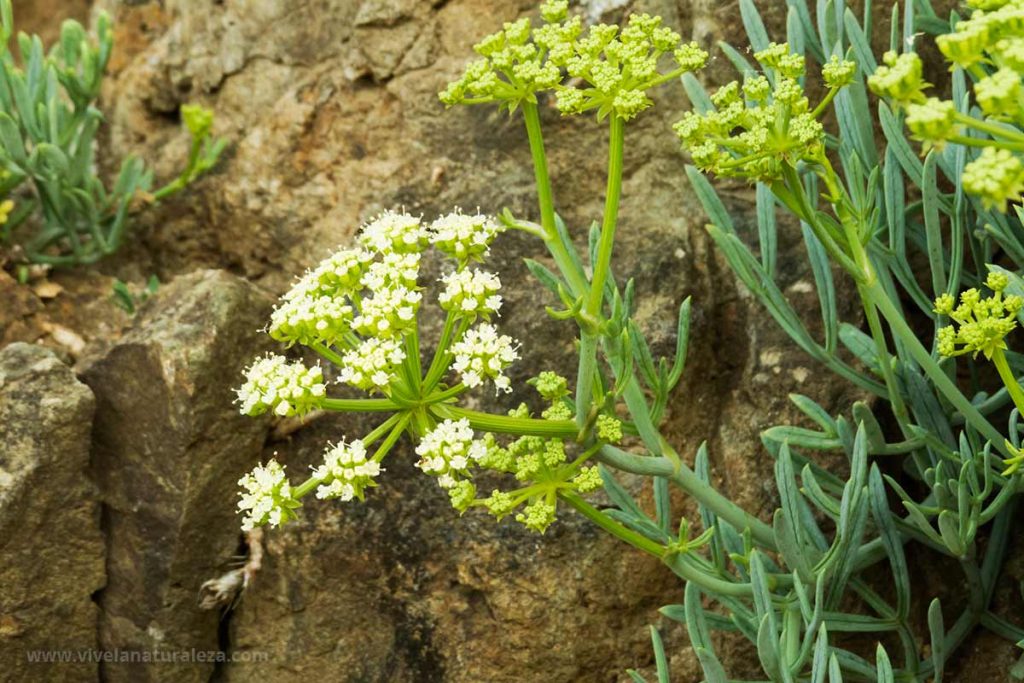 hinojo marino (Crithmum maritimum)