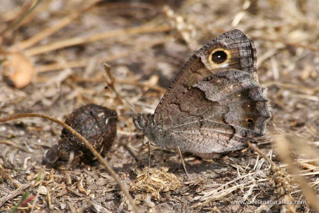 mariposa sátiro moreno (Hipparchia statilinus)