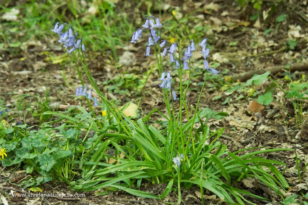 Plantas de jacinto de los bosques o jacinto silvestre con flor (Hyacinthoides non-scripta)