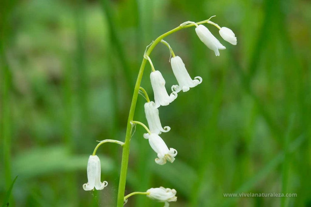 Jacinto de los bosques o jacinto silvestre (Hyacinthoides non-scripta) de flores blancas