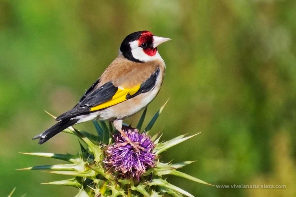Jilguero - Carduelis carduelis