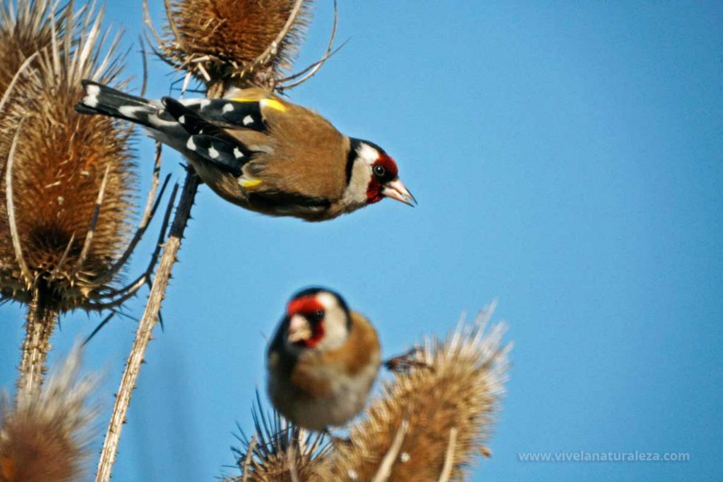 Dos jilgueros (Carduelis carduelis) alimentándose de las semillas de los cardos