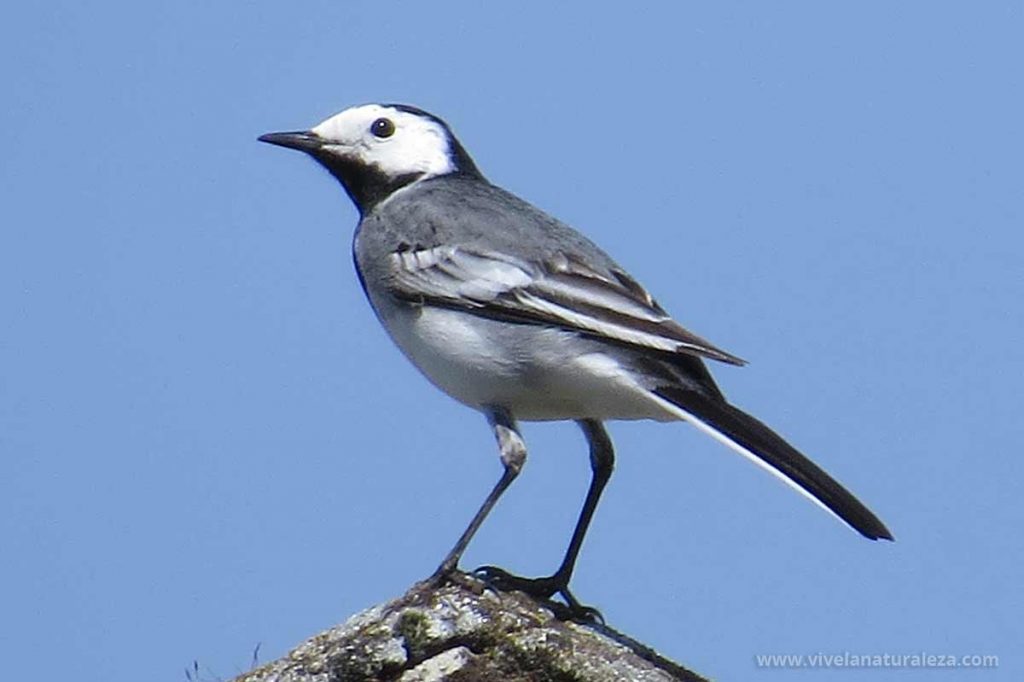 Labandera blanca macho (Motacilla alba)