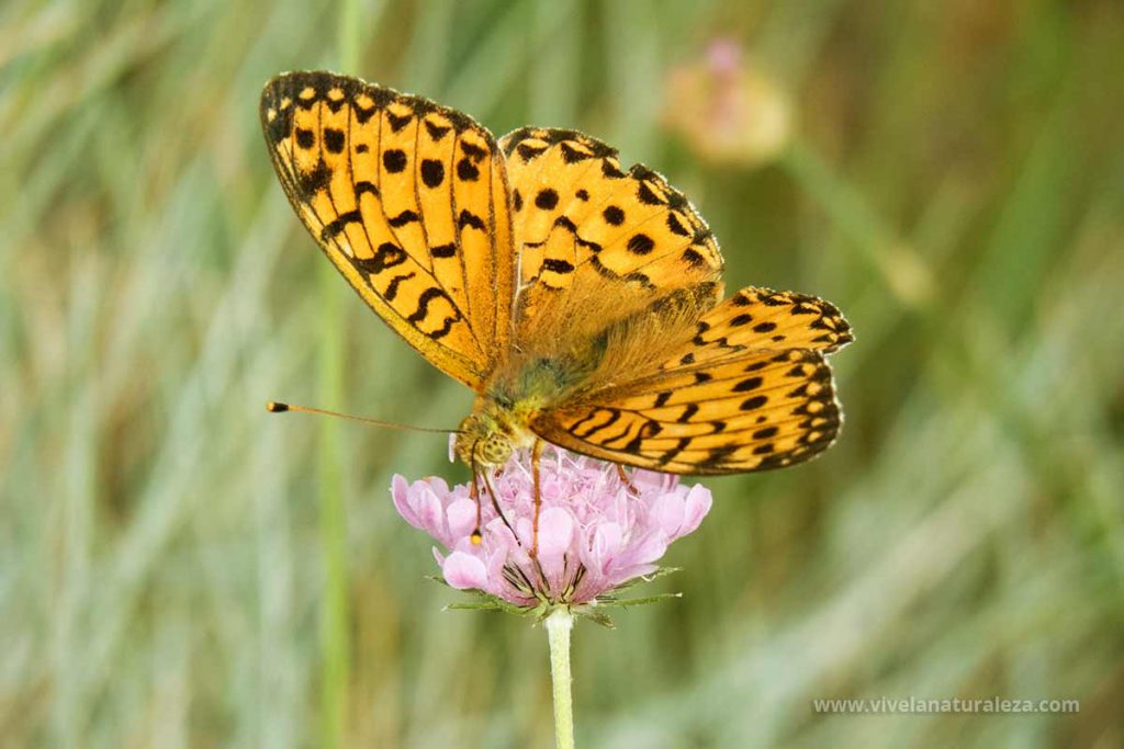 mariposa lunares de plata (Speyeria aglaja)