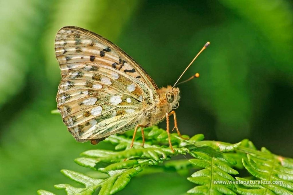 Mariposa lunares de plata con las alas cerradas (Speyeria aglaja,Mesoacidalia aglaja, Argynnis aglaja)