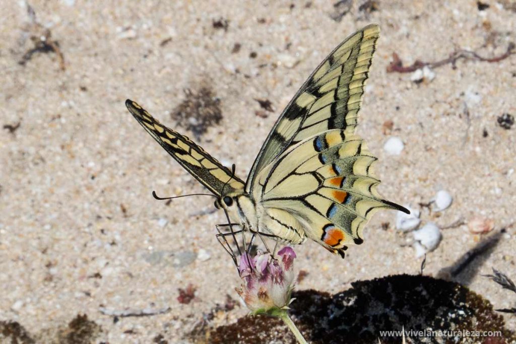 Mariposa macaon (Papilio machaon) sobre una flor