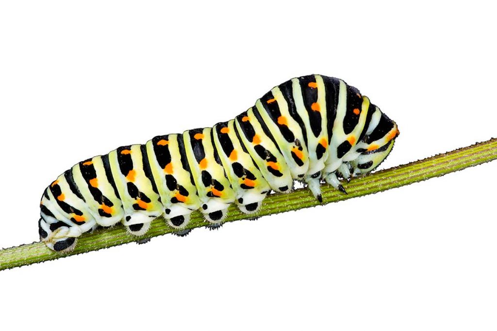 Oruga de Papilio machaon