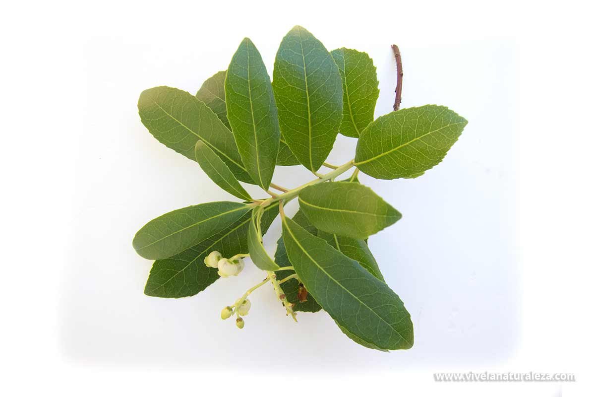 Las cualidades del Madroño - Arbutus unedo - Vive la Naturaleza