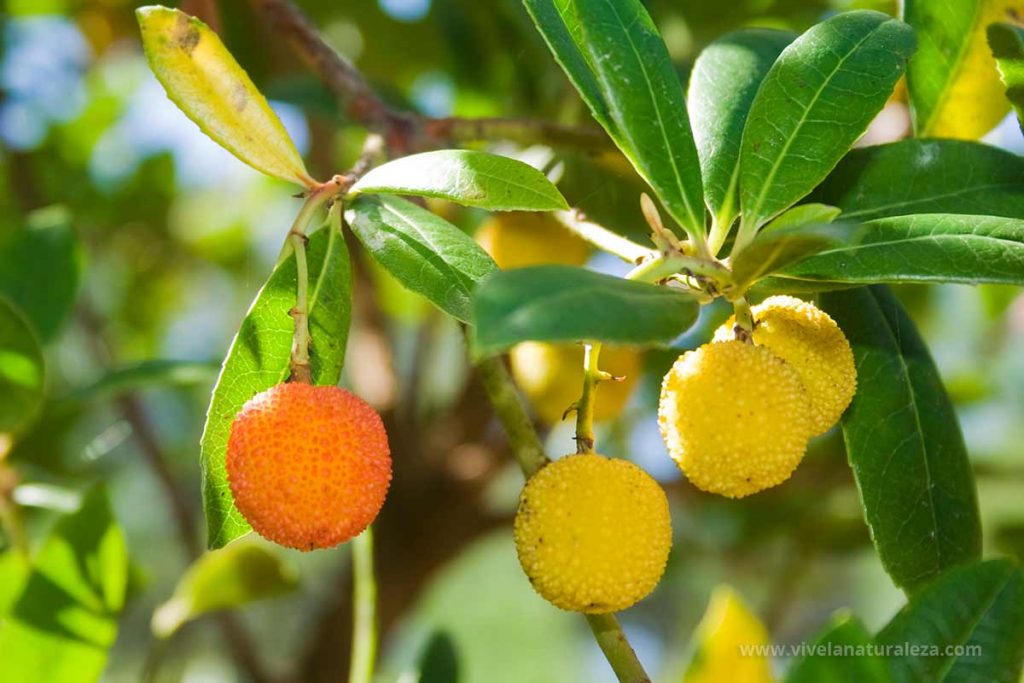 madroño (Arbutus unedo)