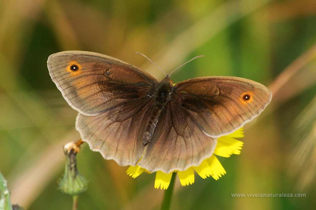 Loba mariposa macho (Maniloa jurtina). Alas abiertas