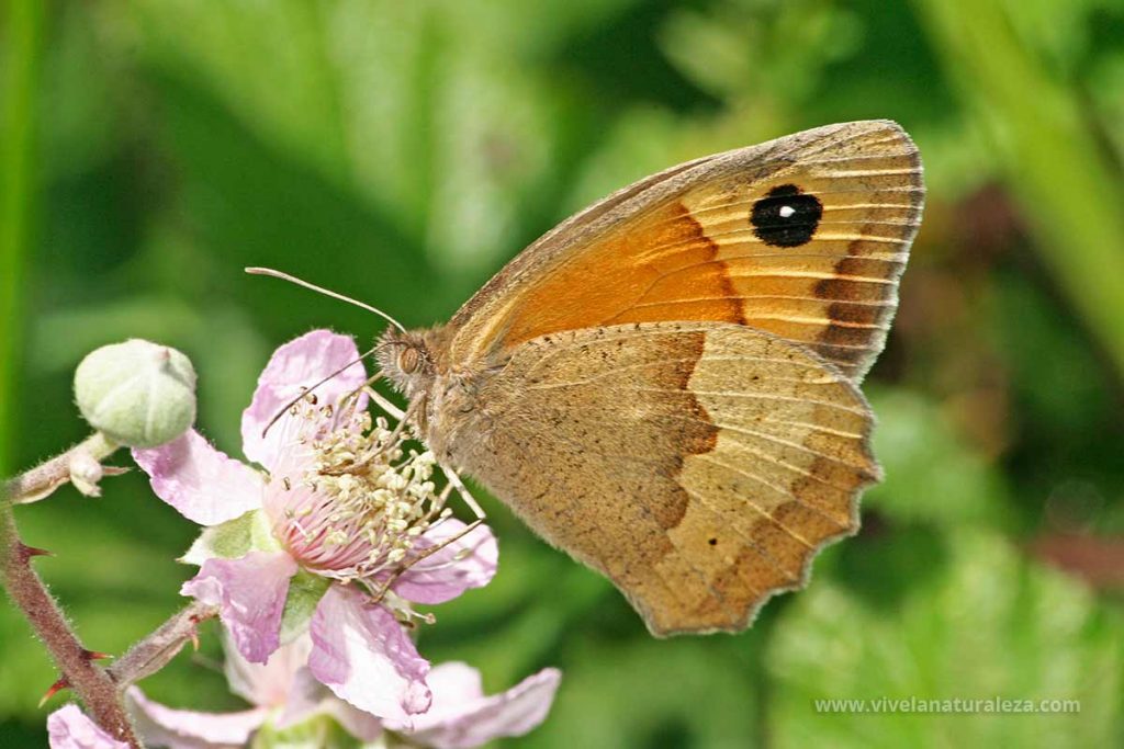 Mariposa loba hembra con las alas cerradas.