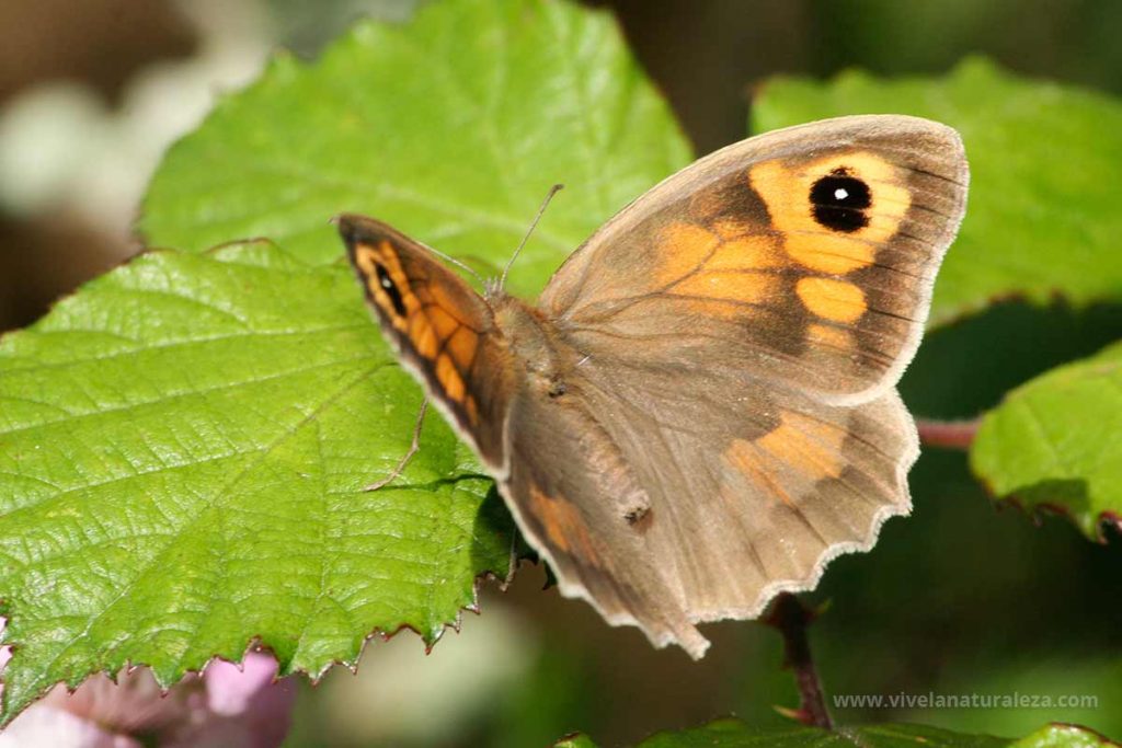 Mariposa loba hembra con las alas abiertas
