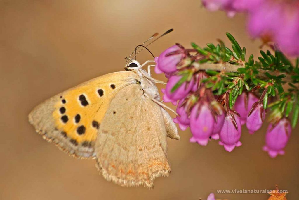 mariposa manto bicolor (Lycaena phlaeas)