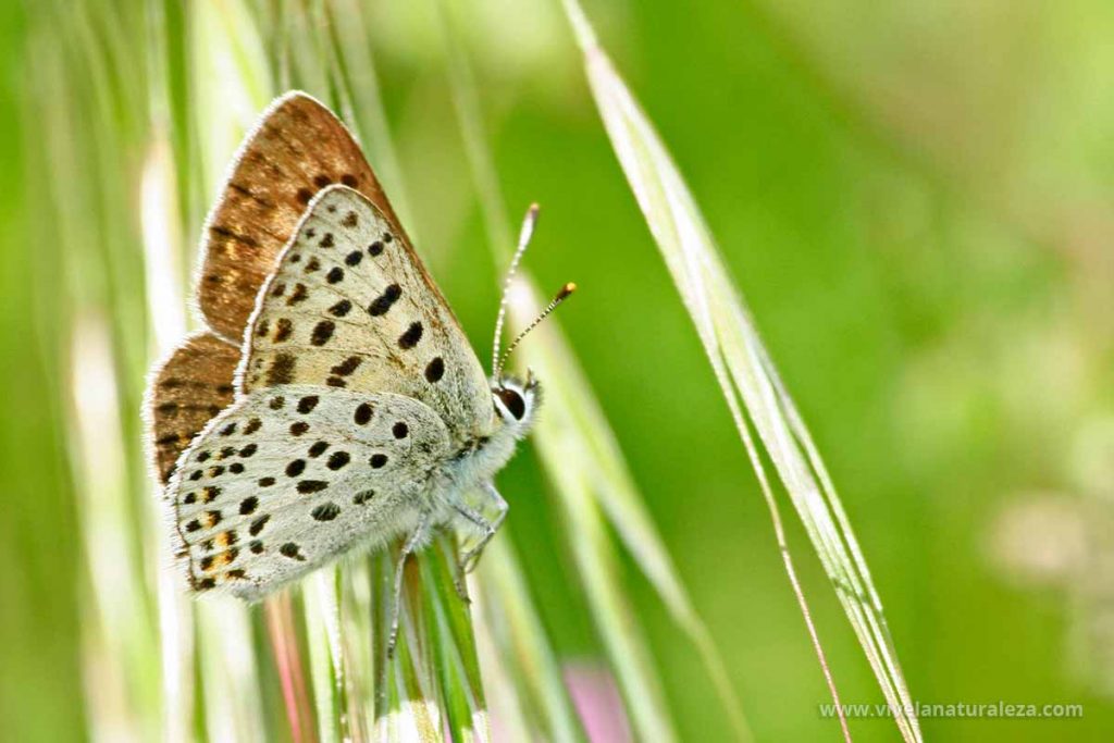 Mariposa manto oscuro macho