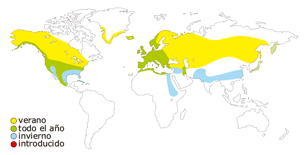 Mapa de distribucion mundial del anade real o azulon- Anas platyrhynchos