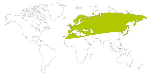 Mapa de distribucion mundial de la mariposa de la col o blanca de la col (Pieris brassicae)