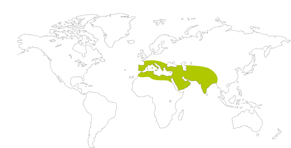 Mapa de distribución mundial de la mariposa gris estriada (Leptotes pirithous = Syntarucus pirithous)