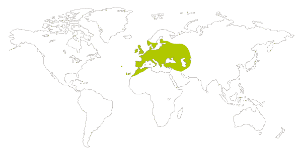 Mapa de distribucion mundial de la mariposa loba (Maniola jurtina)
