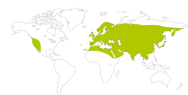 Mapa de distribución mundial de la mariposa manto bicolor (Lycaena phlaeas)