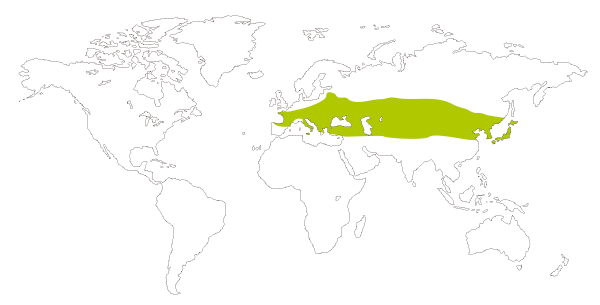 Mapa de distribución mundial de la mariposa naranjitas rabicorta (Everes argiades = Cupido argiades)