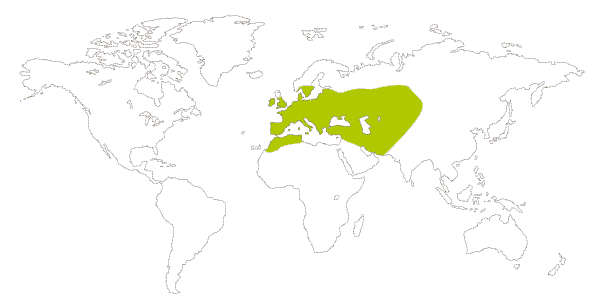 Mapa de distribucion mundial de la la mariposa saltacercas (Lasiommata megera)