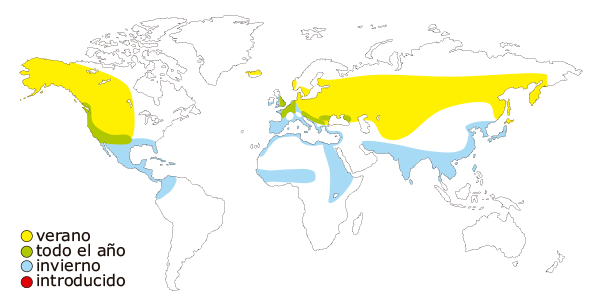 Mapa de distribucion mundial del pato cuchara o cuchara comun (Anas clypeata - Spatula clypeata)